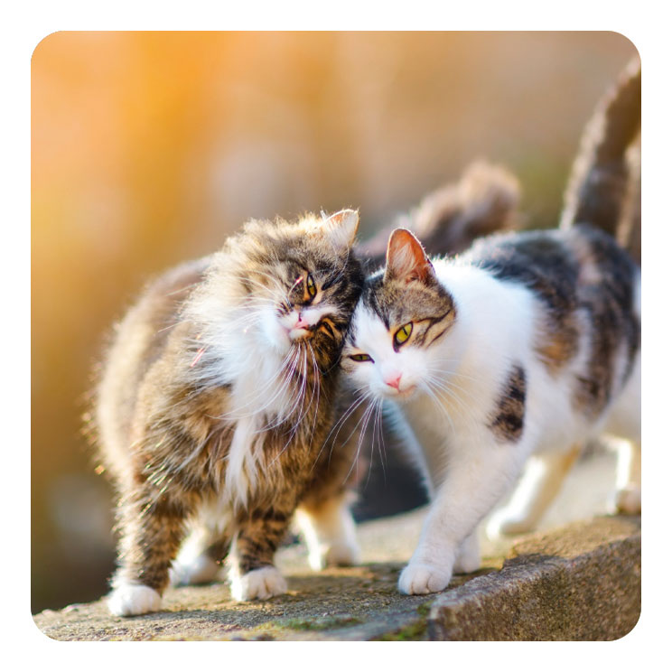 Katze gesucht!