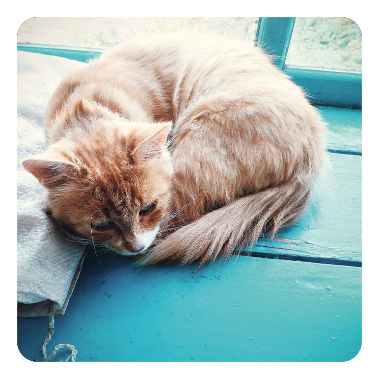 Katze gesucht!