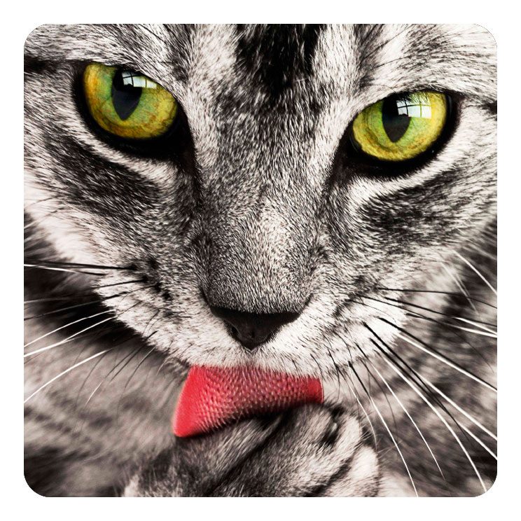 Katze gesucht!